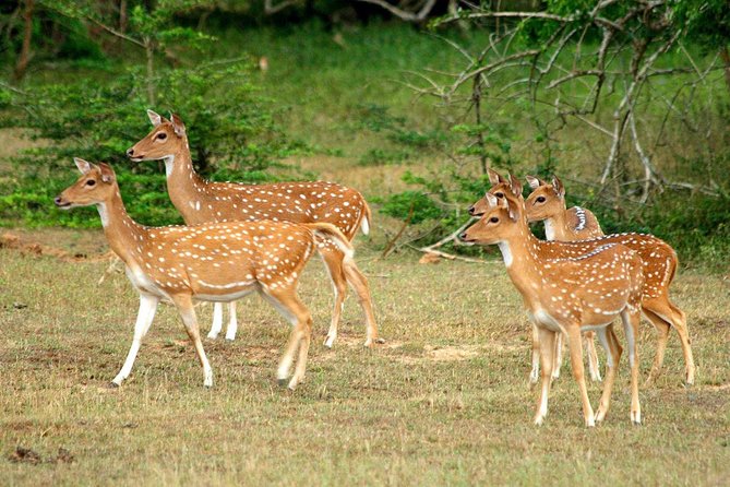 All Inclusive Yala National Park Jeep Safari From Colombo - Health and Safety Guidelines
