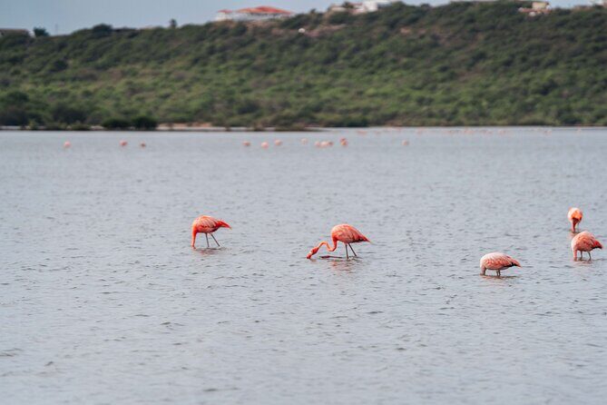 All West Beach Hopping Tour - Frequently Asked Questions