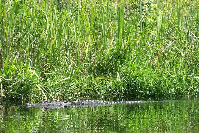 Alligator River Kayak Adventure - What to Expect from the Alligator River Kayak Adventure