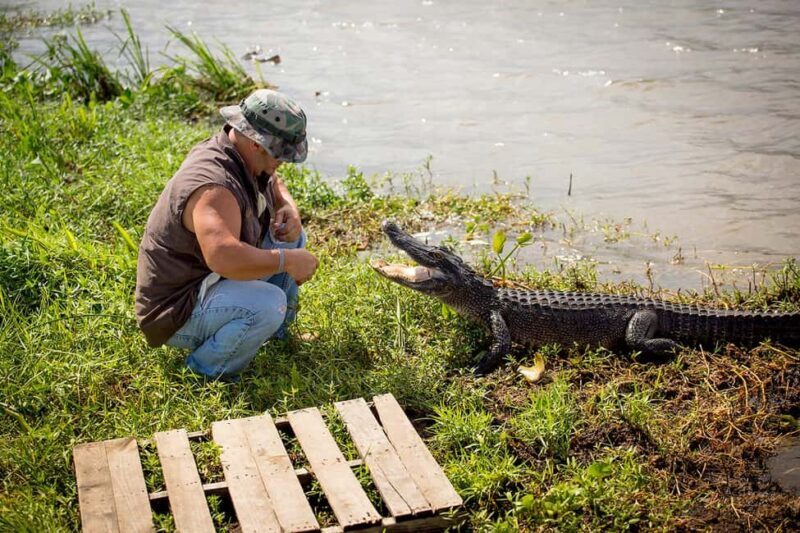 Alligator Swamp Tour by Gray Line New Orleans - A Closer Look at the Experience