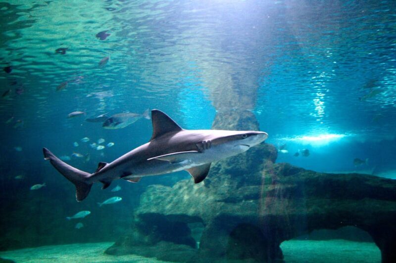 Almería: Aquarium Costa de Almería Entry Ticket - FAQ