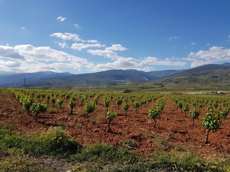Almería: Wine tour and aperitif from La Alpujarra in Winery - Tasting the Wines