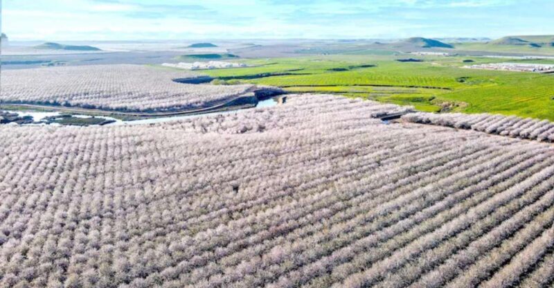 Almond Bloom Adventure: Natures Art - Audio Driving Tour - Narrated by Timothy Olyphant