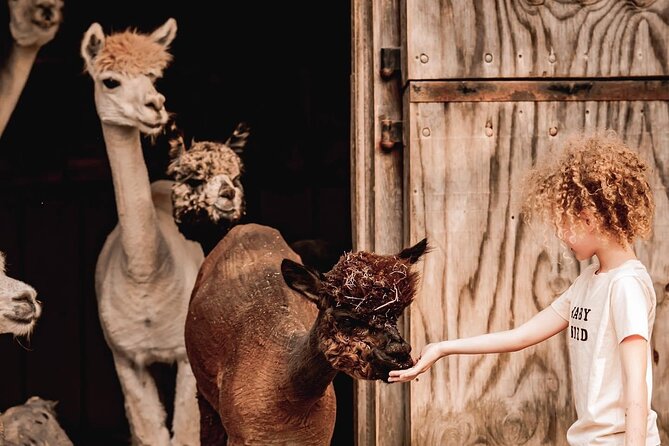 Alpaca and Llama Encounter With Guided Walk - Key Points