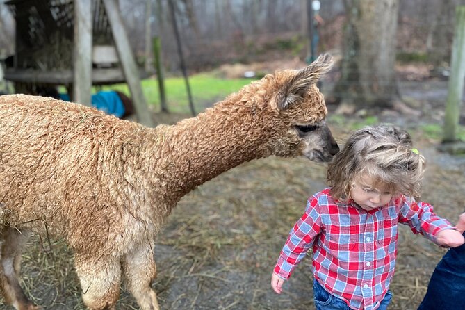Alpaca and Llama Encounter With Guided Walk - Meeting and Pickup Information