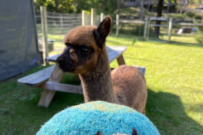 Alpaca and Llama Encounter With Guided Walk - Accessibility and Participation