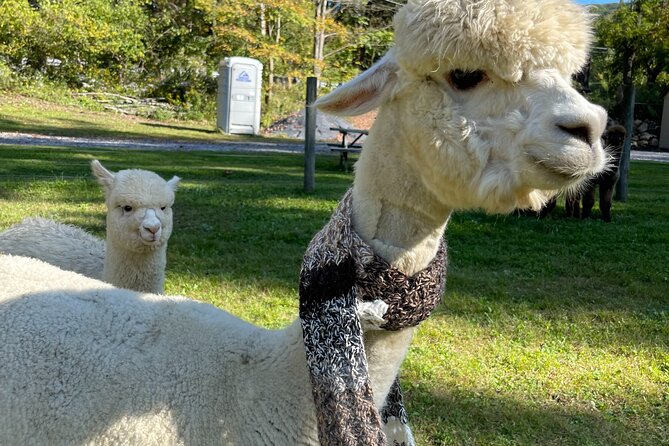 Alpaca and Llama Encounter With Guided Walk - What to Expect