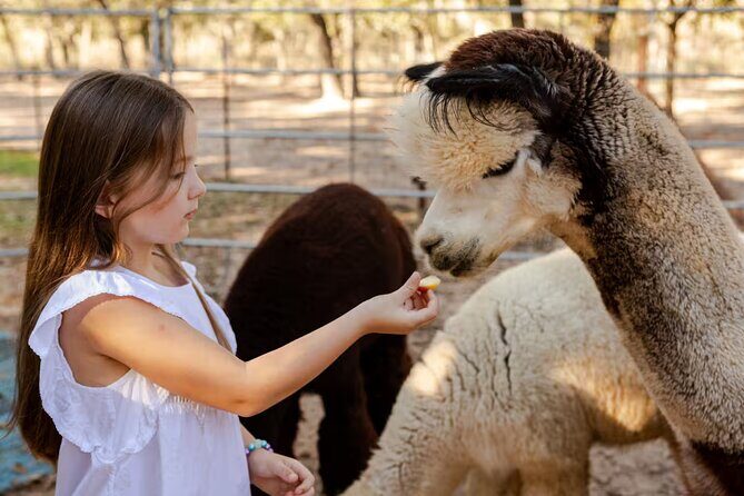 Alpaca Experience Tour - What to Expect from the Alpaca Experience Tour