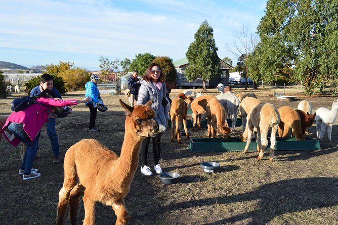 Alpaca Farm Tours with Toffeemont - Key Points