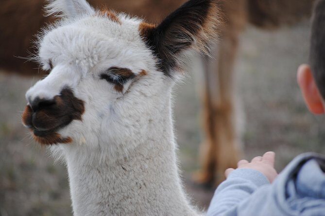 Alpaca Farm Tours with Toffeemont - Practical Details and Tips