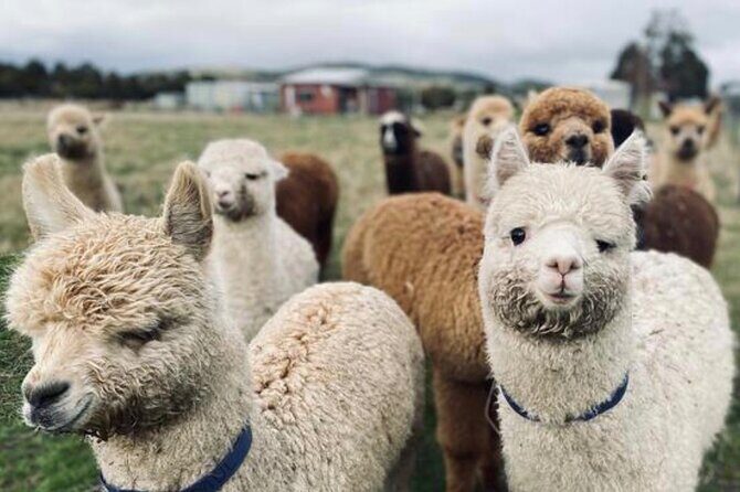Alpaca Farm Tours with Toffeemont - Authentic Feedback from Visitors