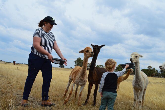 Alpaca Farm Tours with Toffeemont - Final Thoughts: Who Will Love This Experience?