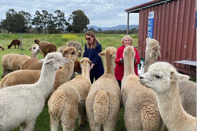 Alpaca Farm Tours with Toffeemont - FAQ
