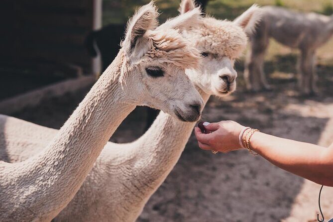 Alpaca Interaction and Wine Tasting - An In-Depth Look at the Experience