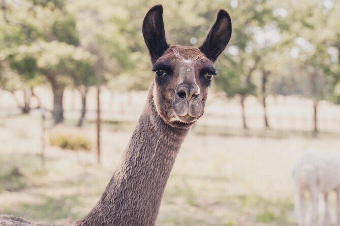 Alpaca Interaction and Wine Tasting - Authenticity and Unique Value