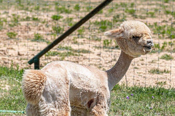 Alpaca Interaction and Wine Tasting - Final Thoughts