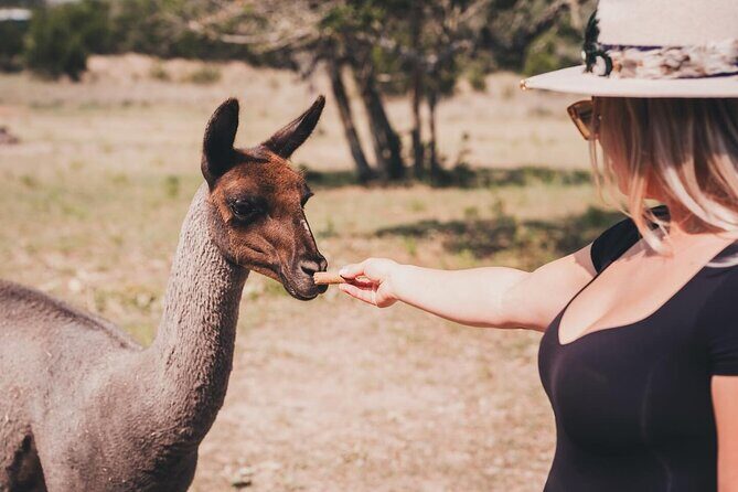 Alpaca Interaction and Wine Tasting - FAQ: Common Questions about the Alpaca Interaction and Wine Tasting Tour