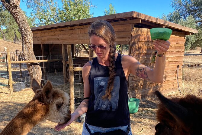 Alpaca Meet and Feed in Grândola - Directions to the Farm