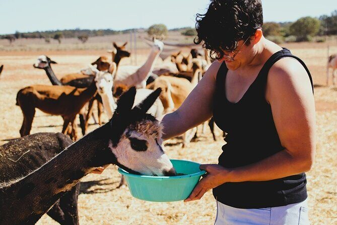Alpaca Meet and Greet Experience in Peterborough - An In-Depth Look at the Experience