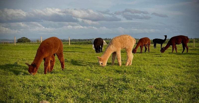 Alpaca Meet & Greet - Good To Know