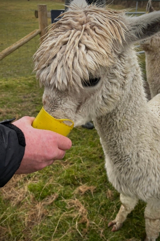 Alpaca Meet & Greet - Alpaca Feeding Time