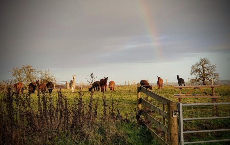 Alpaca Meet & Greet - Safety and Preparation