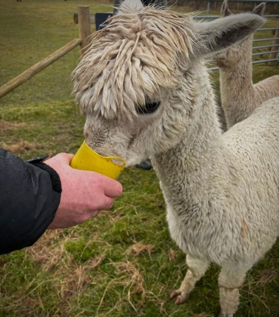 Alpaca Meet & Greet - How to Reserve