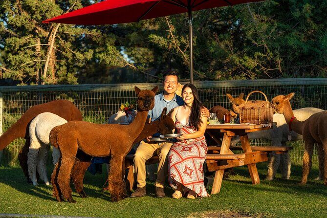 Alpaca Picnic Experience in Oregon - Authentic Experiences and Authentic Smiles