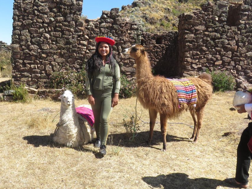 Alpaca Therapy and Artisanal Creativity - The Healing Power of Alpacas