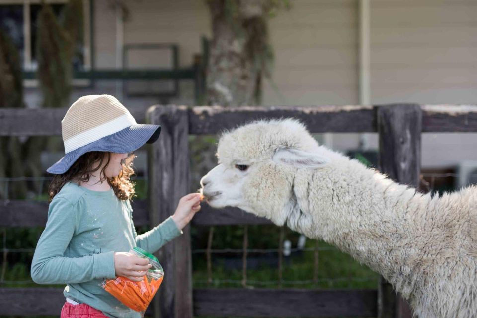 Alpaca Therapy and Artisanal Creativity - Cultural Significance of Ancestral Art