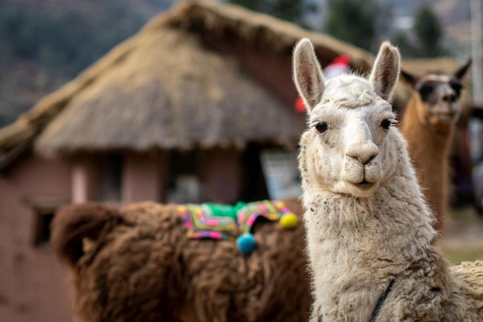 Alpaca Therapy and Healing With Clay - Experience Highlights