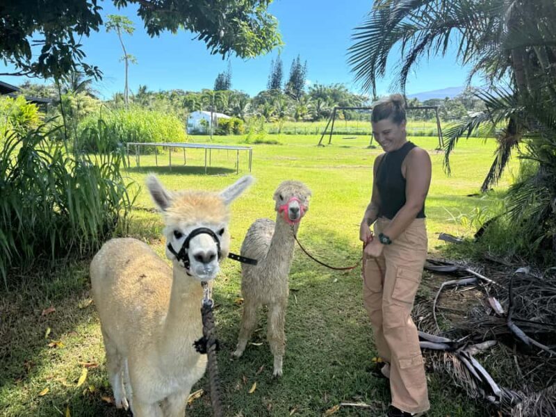 Alpaca Tour on the Road to Hana - Key Points