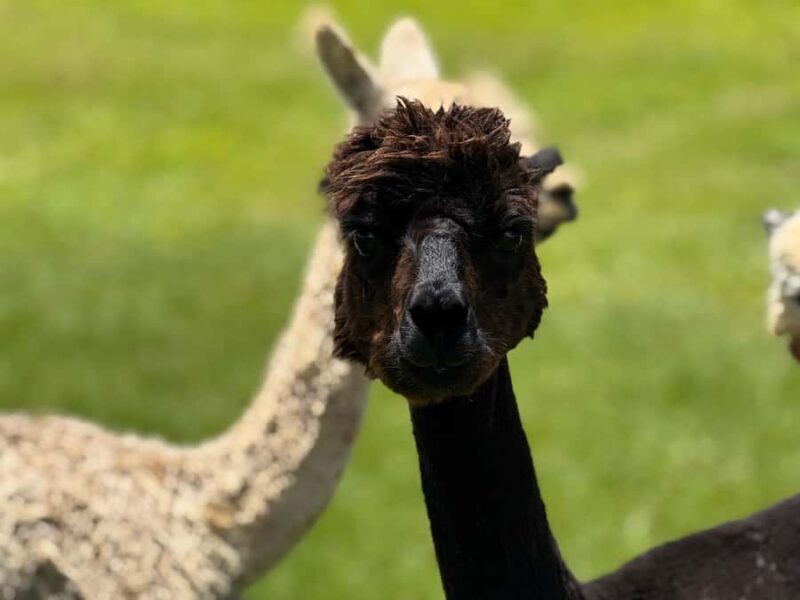 Alpaca Tour on the Road to Hana - Practical Details and Value