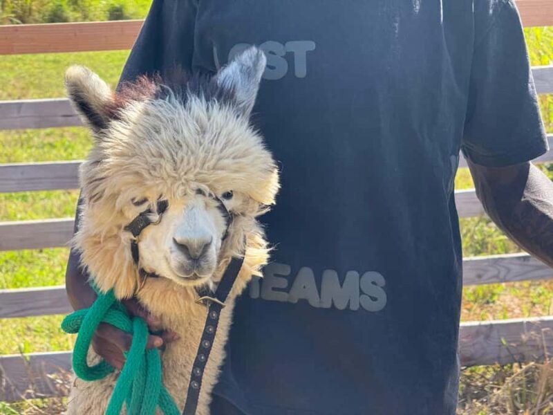 Alpaca Tour on the Road to Hana - Who Will Love This Tour?