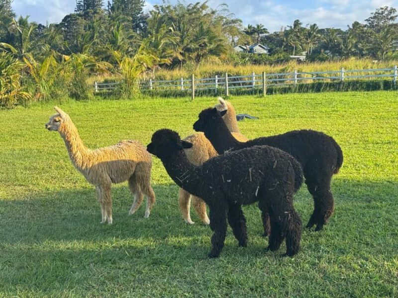 Alpaca Tour on the Road to Hana - The Sum Up