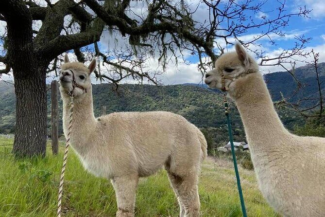 Alpaca Walking Adventure in Scenic Carmel Valley - Frequently Asked Questions