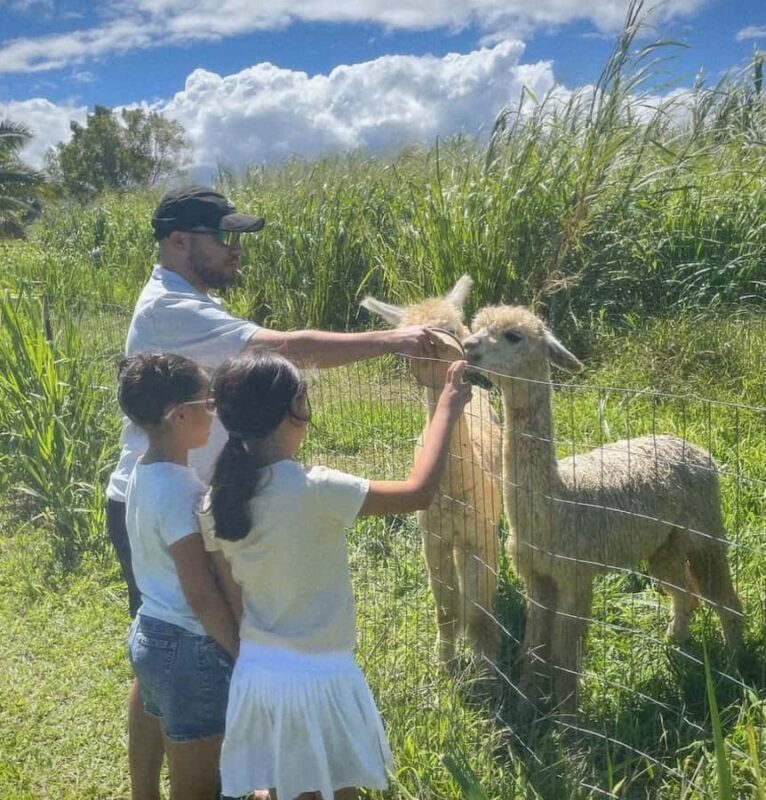 Alpacas Farm Tour on the Road to Hana - What to Expect from the Alpacas Farm Tour