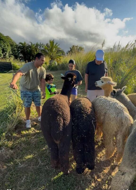 Alpacas Farm Tour on the Road to Hana - Why This Experience Adds Value on Maui