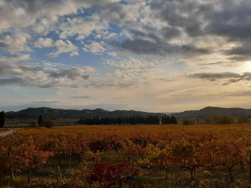 Alpilles: Tours, wine tastings and bistronomic restaurant - The Allure of the Alpilles and Its Vineyards