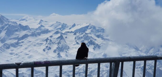 Alpine Majesty: Private Tour to Mount Titlis From Basel - Dining at Panoramic Restaurants