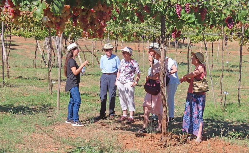 Alpujarra of Almería: Organic Wine tour and vegan aperitif - The Scenic Vineyard and Grape Varieties