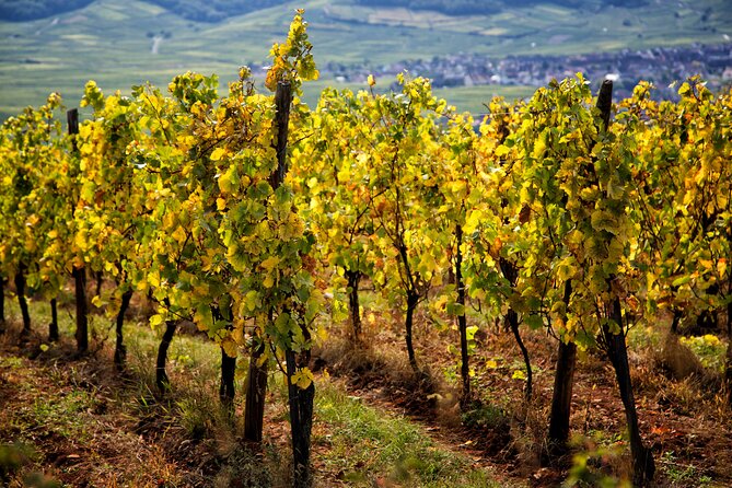 Alsace Wine Route Wineries & Tasting Small Group Guided Tour From Strasbourg - Important Considerations
