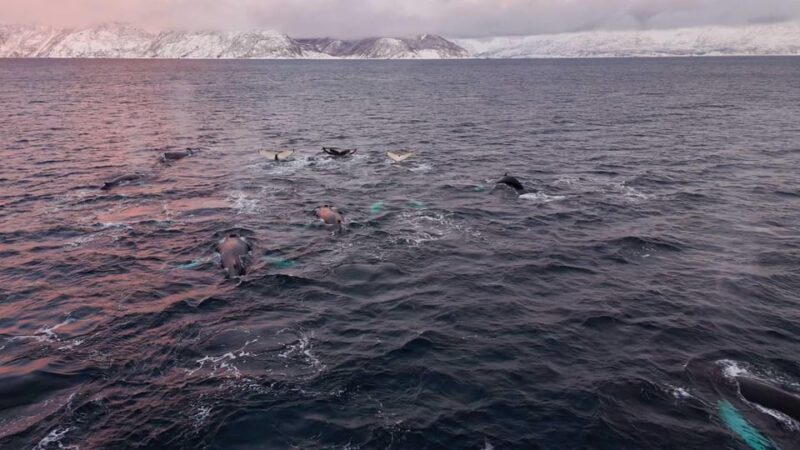 Alta: Altafjord Whale Watching in a Heated Boat - Key Points