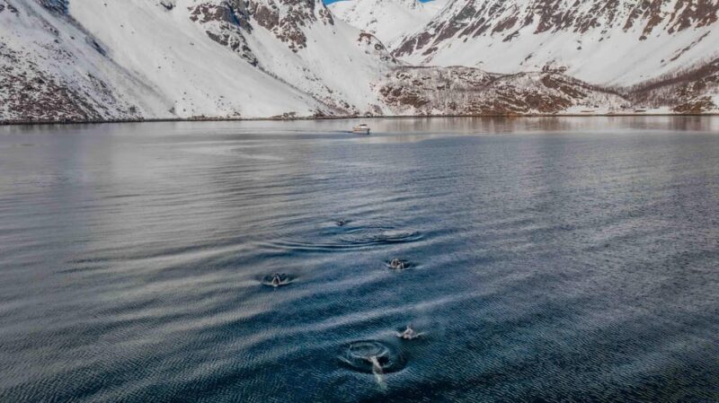 Alta: Altafjord Whale Watching in a Heated Boat - An In-Depth Look at the Altafjord Whale Watching Experience