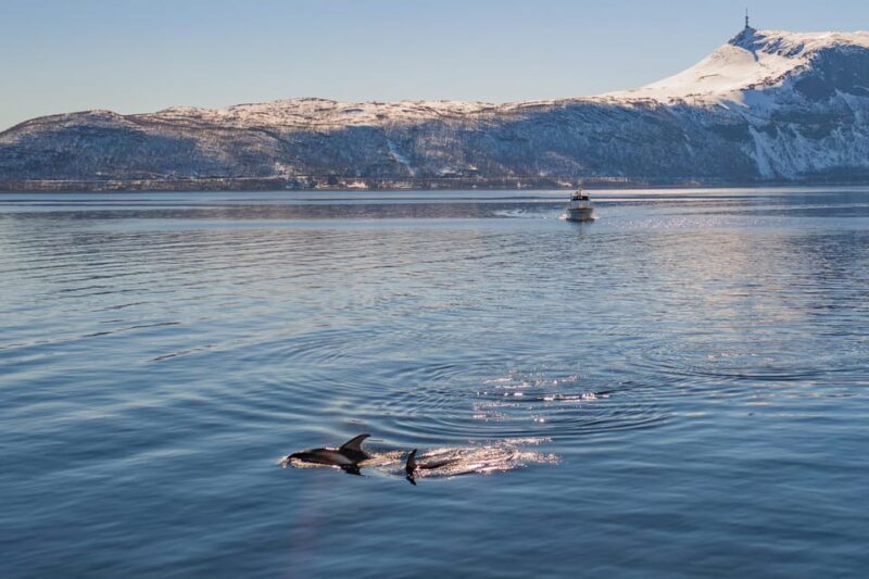 Alta: Altafjord Whale Watching in a Heated Boat - Who Will Love This Experience?