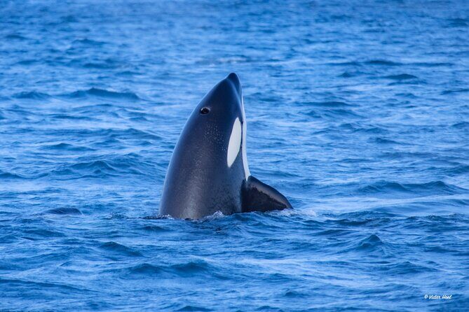 Alta Fjord Whale Watching on a Heated Boat - The Itinerary: A Step-by-Step Look