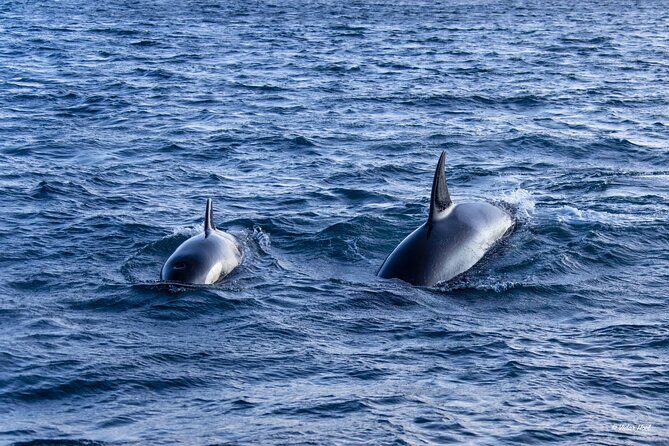 Alta Fjord Whale Watching on a Heated Boat - Authentic Experiences and Honest Reviews