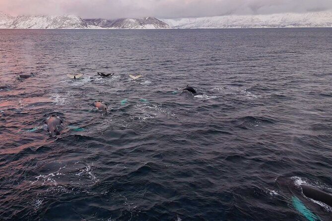 Alta Fjord Whale Watching on a Heated Boat - The Sum Up