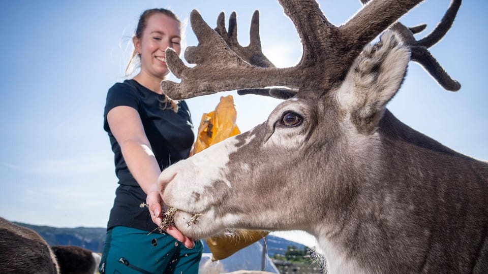Alta: Reindeer - A carrier of Sámi Culture - Final Thoughts