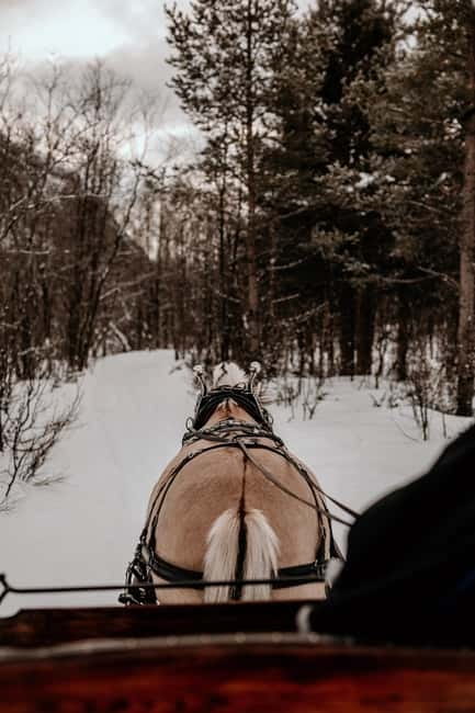 Alta: Sleigh or wagon Ride in the Arctic Countryside - Cost and Value
